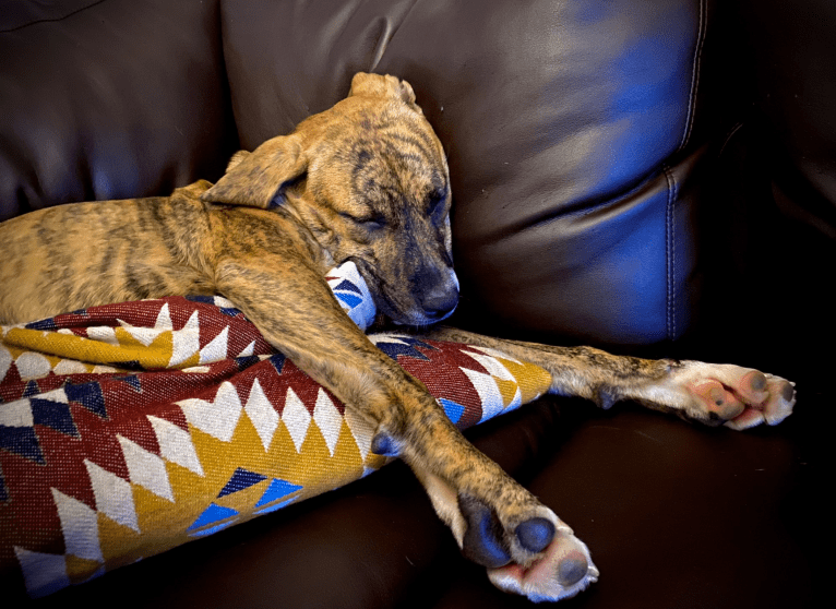 Lola, a Boxer and Labrador Retriever mix tested with EmbarkVet.com