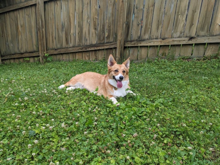 Fleur, a Pembroke Welsh Corgi tested with EmbarkVet.com