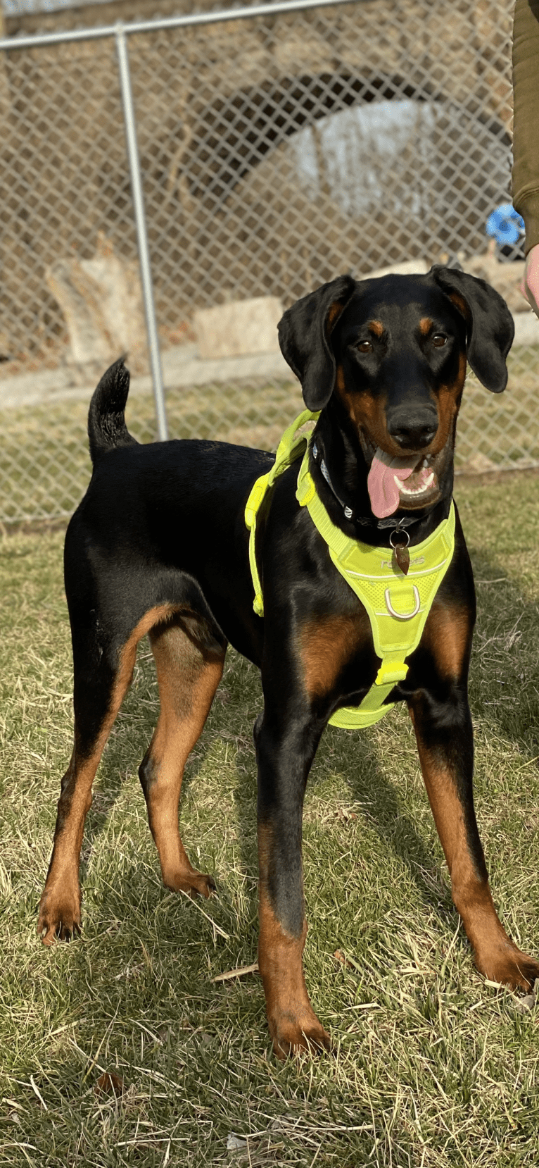 Arlo, a Doberman Pinscher tested with EmbarkVet.com