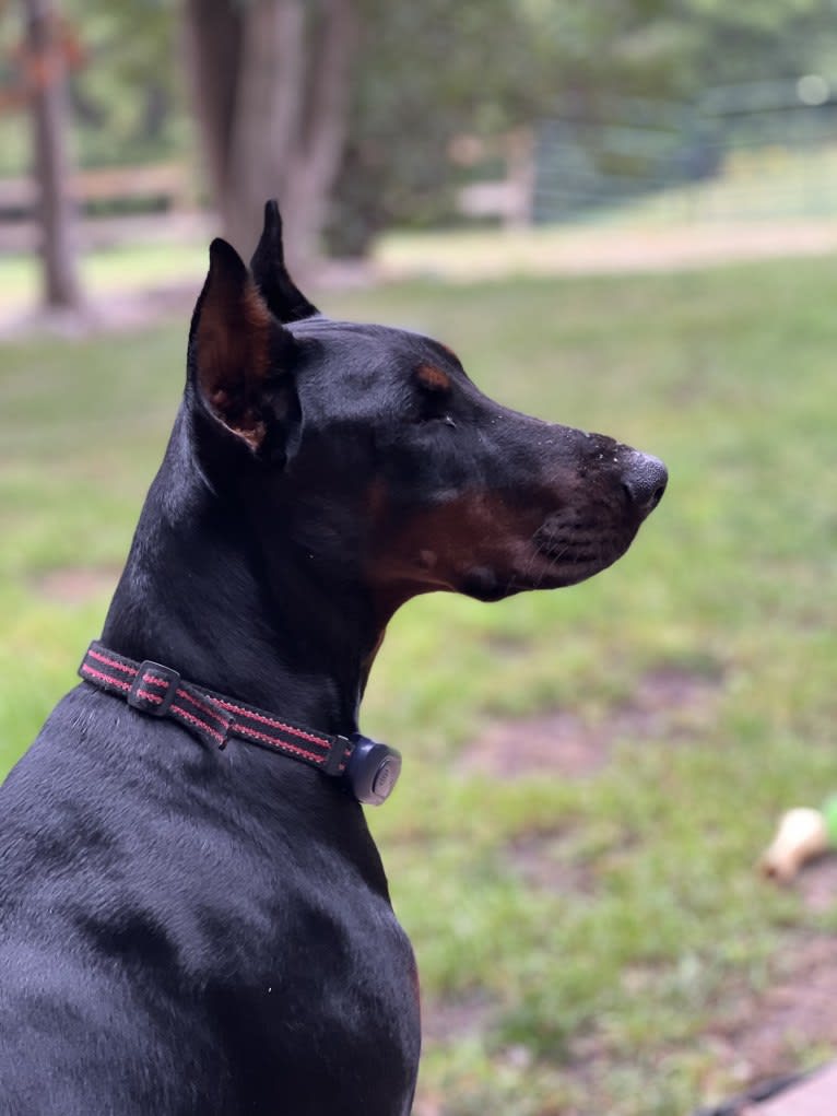 Quinn, a Doberman Pinscher tested with EmbarkVet.com