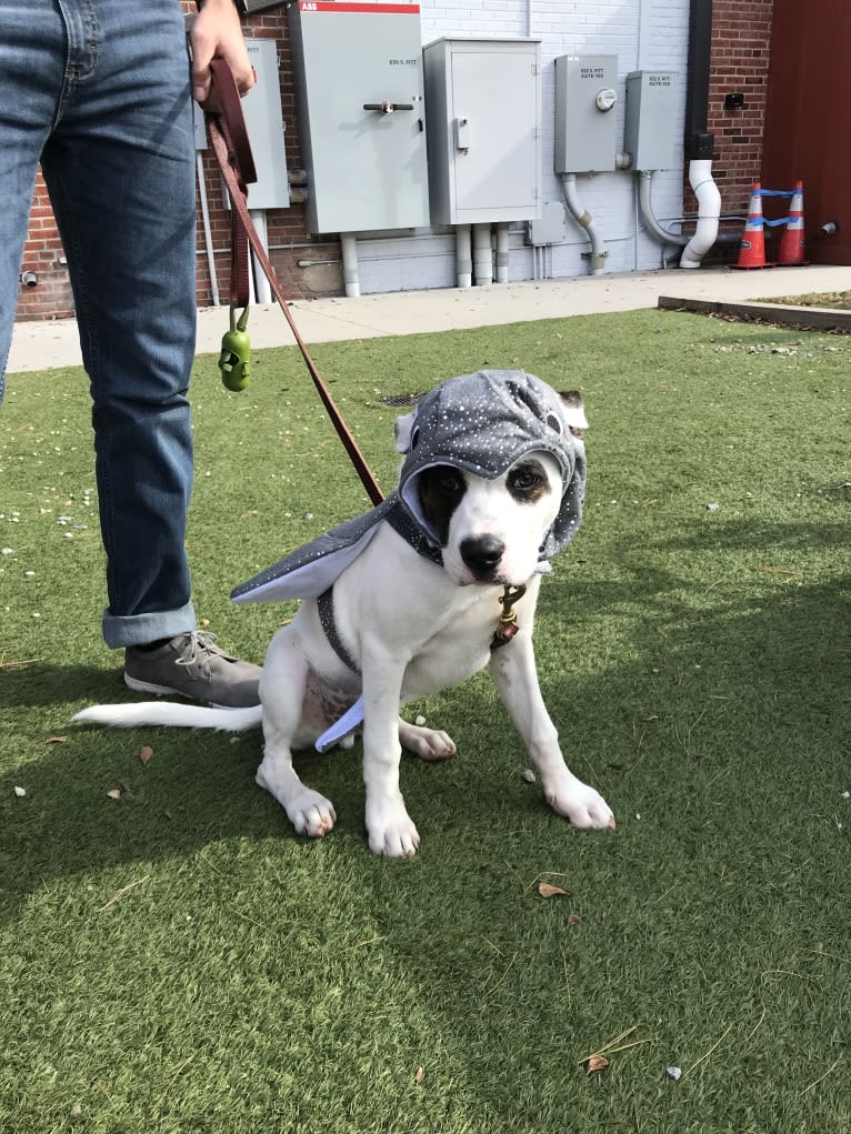 River, an American Pit Bull Terrier and Australian Cattle Dog mix tested with EmbarkVet.com