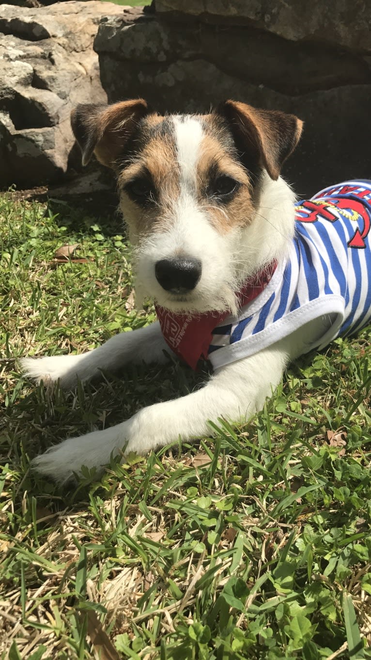 Pierre, a Russell-type Terrier tested with EmbarkVet.com