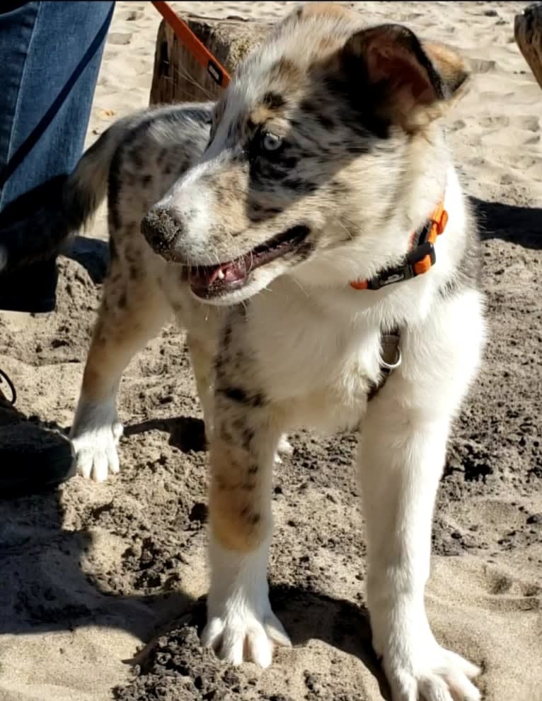 Deja Blue, a Collie and Siberian Husky mix tested with EmbarkVet.com