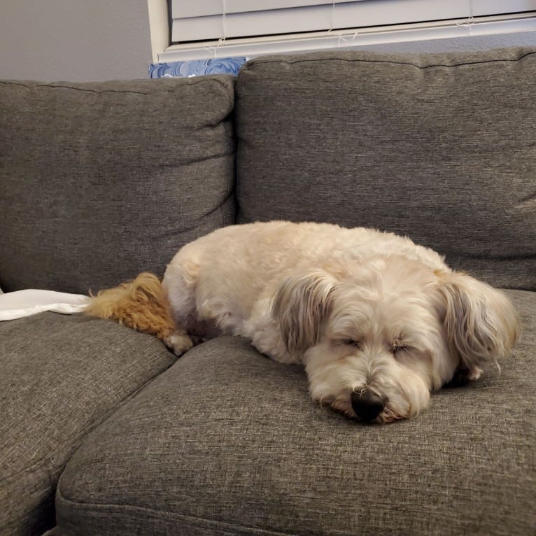 Mr. Simi, an American Eskimo Dog and Poodle (Small) mix tested with EmbarkVet.com