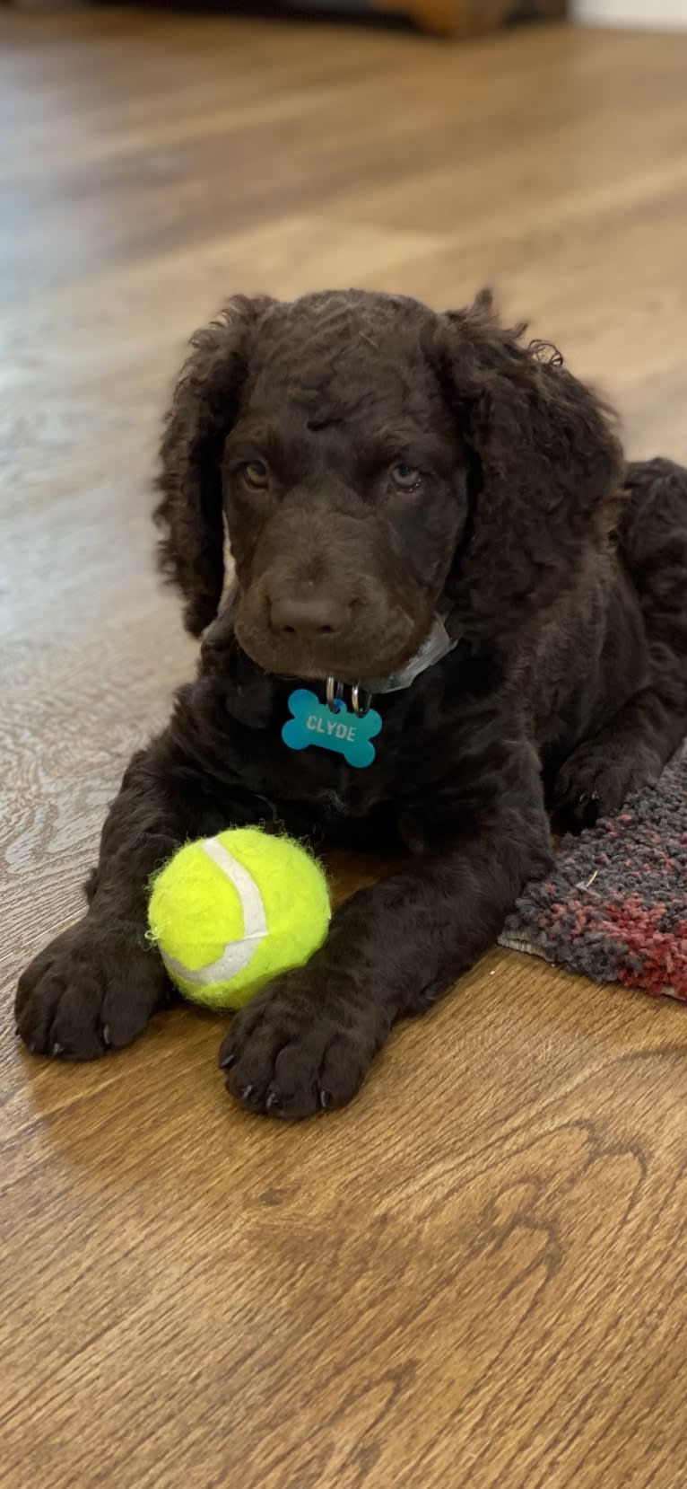 Clyde, a Murray River Retriever tested with EmbarkVet.com