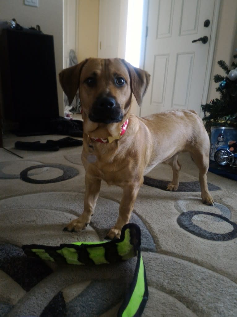 Cody, a Basset Hound and Australian Cattle Dog mix tested with EmbarkVet.com