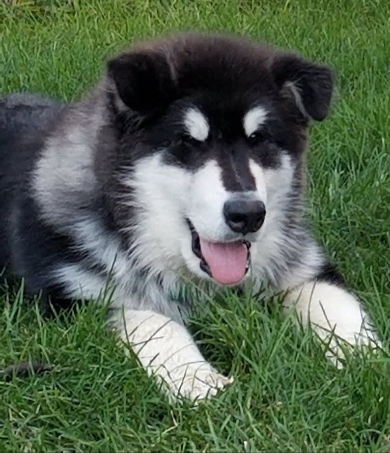 Kalu, an Alaskan Malamute tested with EmbarkVet.com