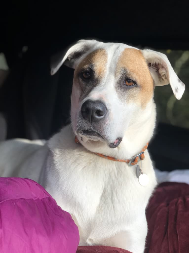 William, a Great Pyrenees and Staffordshire Terrier mix tested with EmbarkVet.com