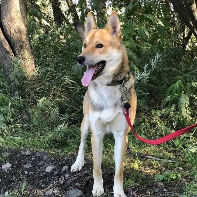 X-ray, a Central Asian Village Dog tested with EmbarkVet.com