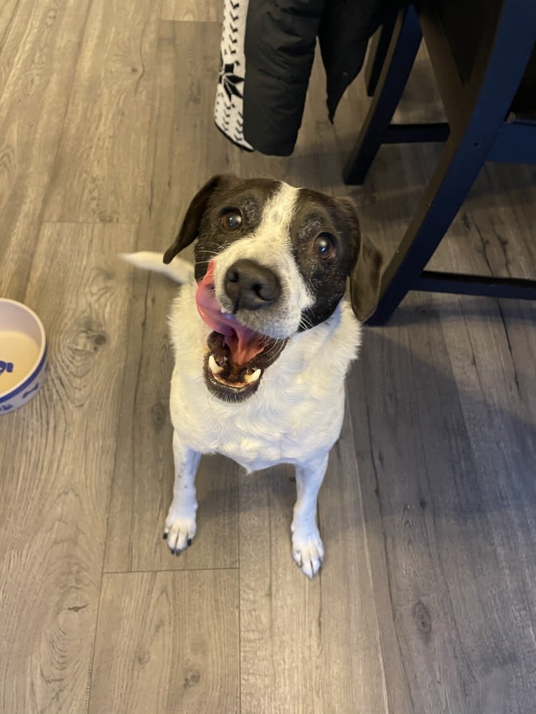 Jack, a Russell-type Terrier and Mountain Cur mix tested with EmbarkVet.com