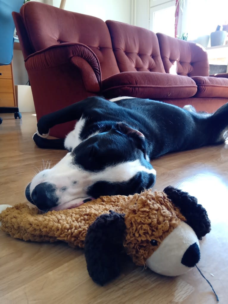 Whisky, an Australian Shepherd and Dalmatian mix tested with EmbarkVet.com