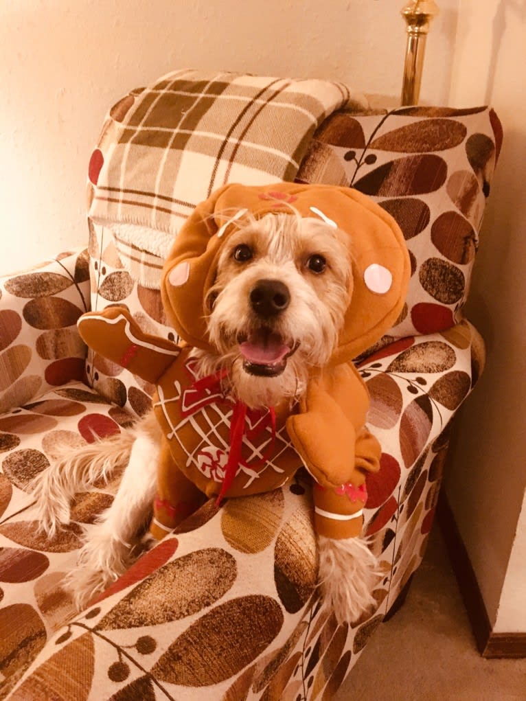 Beans, a Beagle and Yorkshire Terrier mix tested with EmbarkVet.com