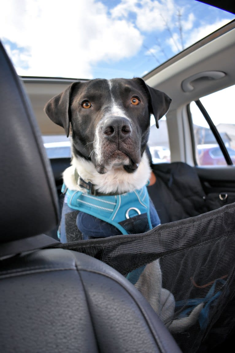 Odis, an American Pit Bull Terrier and Labrador Retriever mix tested with EmbarkVet.com