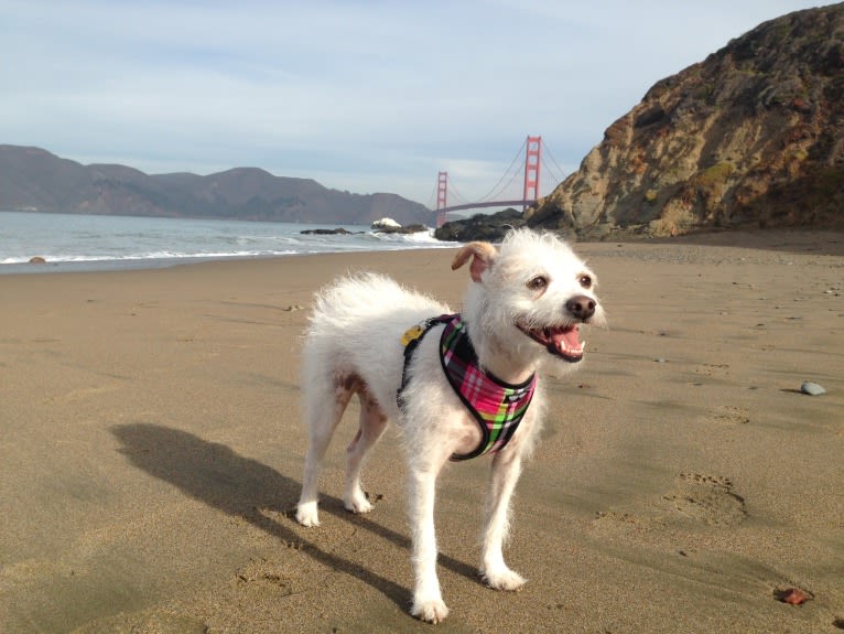 Coleen, a Rat Terrier and Poodle (Small) mix tested with EmbarkVet.com