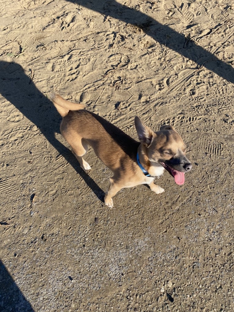 Kirby, a Chihuahua and Poodle (Small) mix tested with EmbarkVet.com