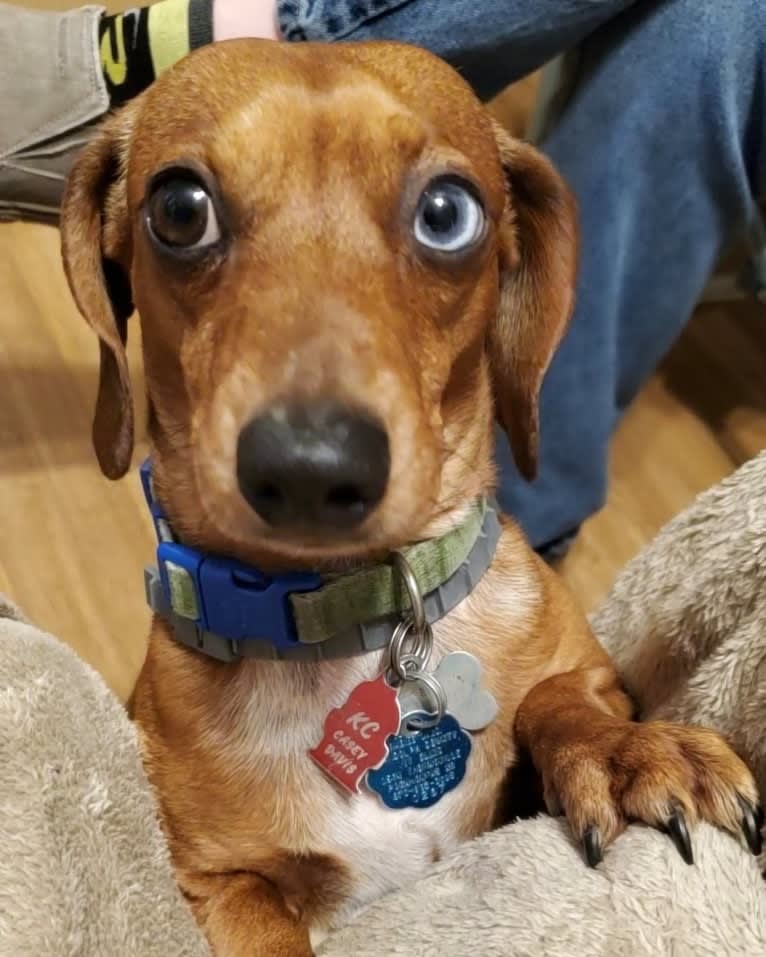 Casey, a Dachshund tested with EmbarkVet.com