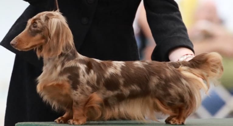 Sophie ROM, a Dachshund tested with EmbarkVet.com