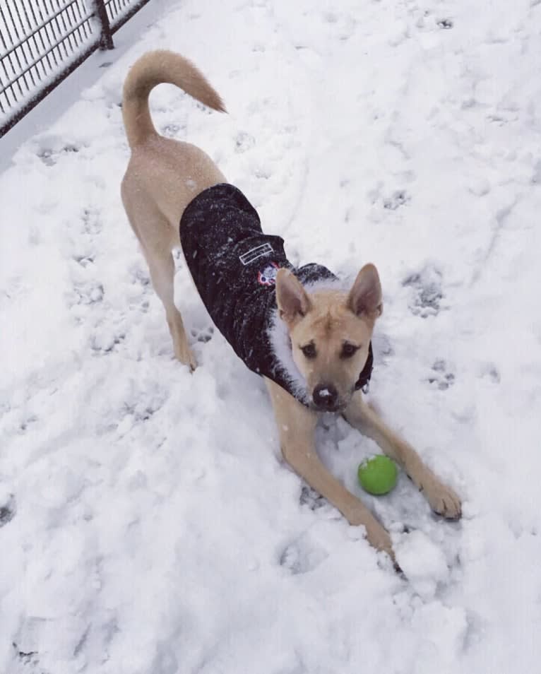 Leo, a Chow Chow and American Pit Bull Terrier mix tested with EmbarkVet.com