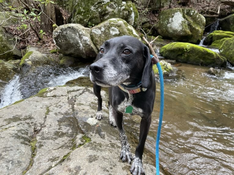 Rebel, a Beagle and American Pit Bull Terrier mix tested with EmbarkVet.com