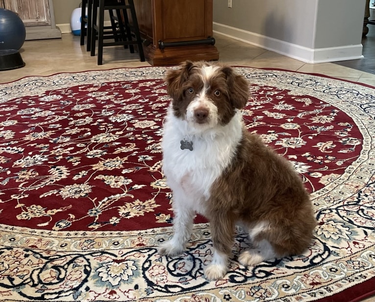 Cooper, a Poodle (Small) and Miniature/MAS-type Australian Shepherd mix tested with EmbarkVet.com