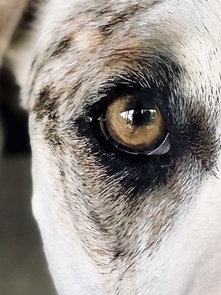 Picnic, an Australian Cattle Dog and Australian Shepherd mix tested with EmbarkVet.com