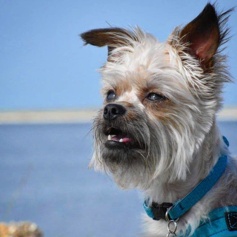 Reese, a Brussels Griffon and Poodle (Small) mix tested with EmbarkVet.com