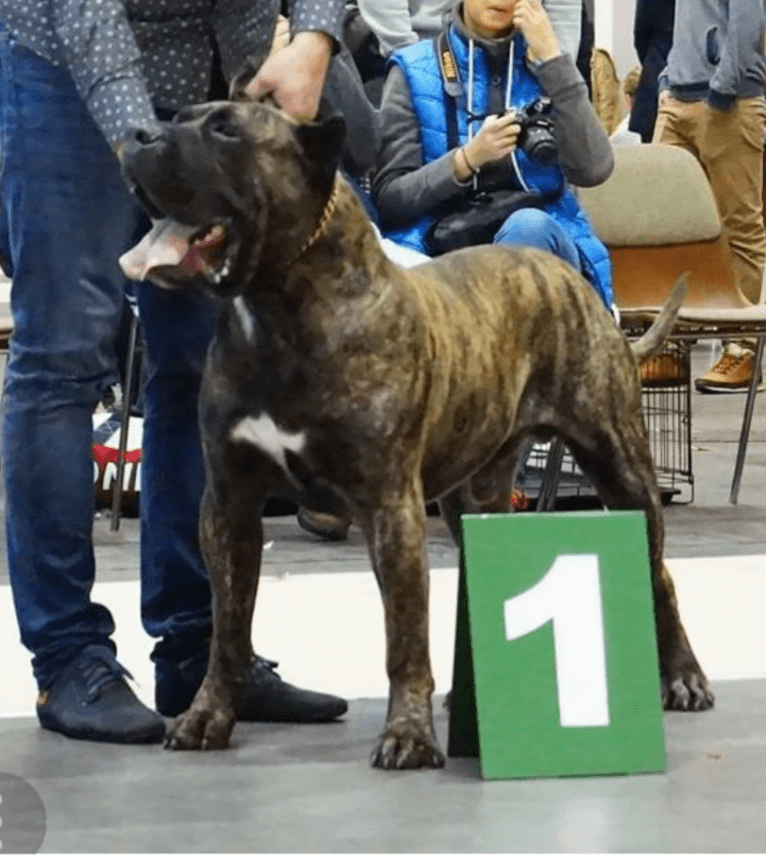 Hiro Nuestra Sangre, a Perro de Presa Canario tested with EmbarkVet.com