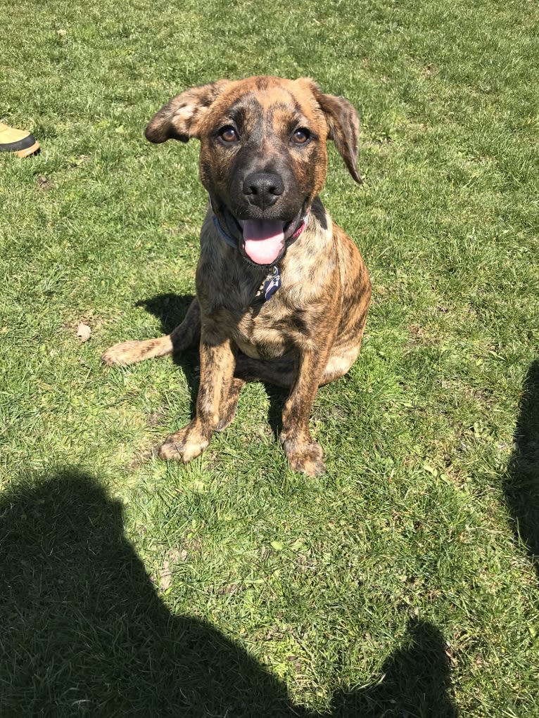 Moagly, a Labrador Retriever and American Pit Bull Terrier mix tested with EmbarkVet.com