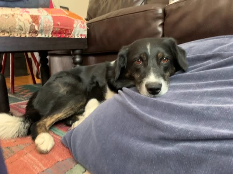 Happ, an Australian Shepherd and Border Collie mix tested with EmbarkVet.com