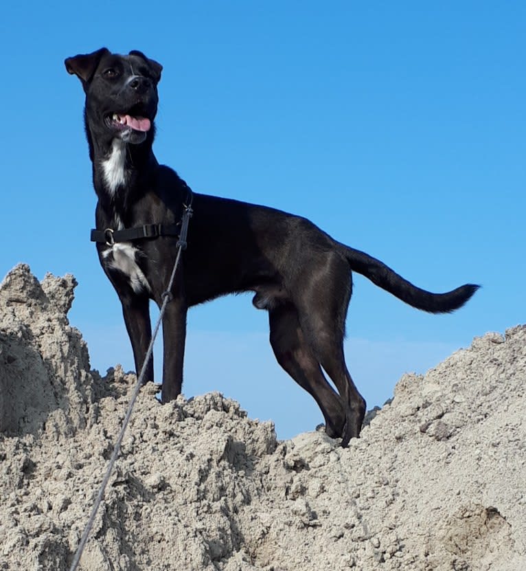 Joey, an American Pit Bull Terrier and German Shepherd Dog mix tested with EmbarkVet.com