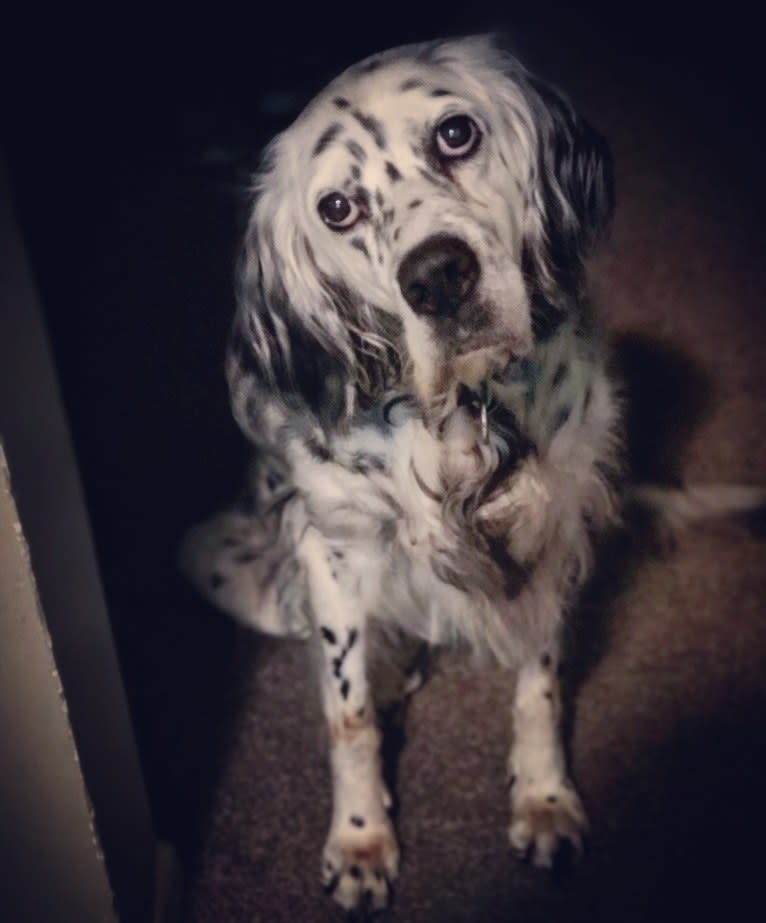 Velma, an English Setter (27.4% unresolved) tested with EmbarkVet.com