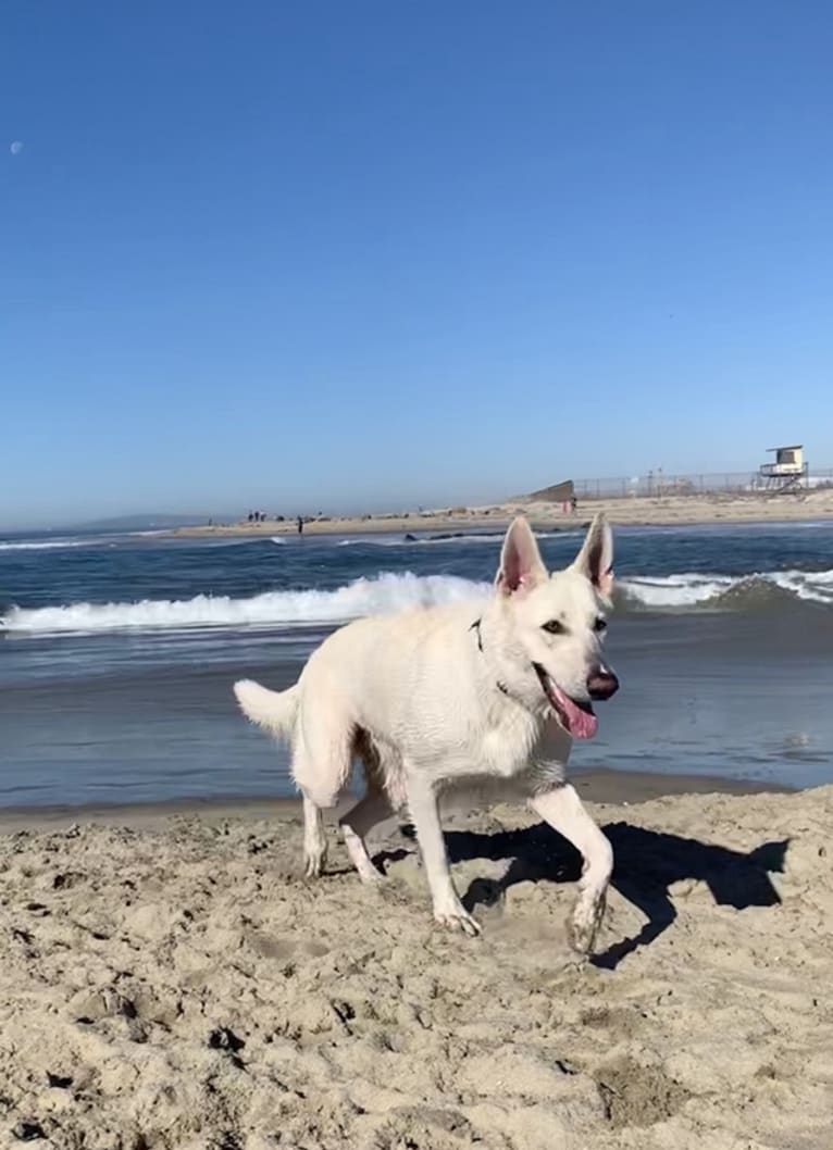 Bella, a German Shepherd Dog tested with EmbarkVet.com