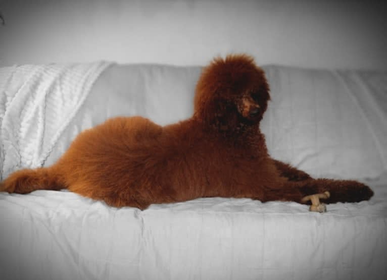Noels Miss Glamorous Ginger, a Poodle (Standard) tested with EmbarkVet.com