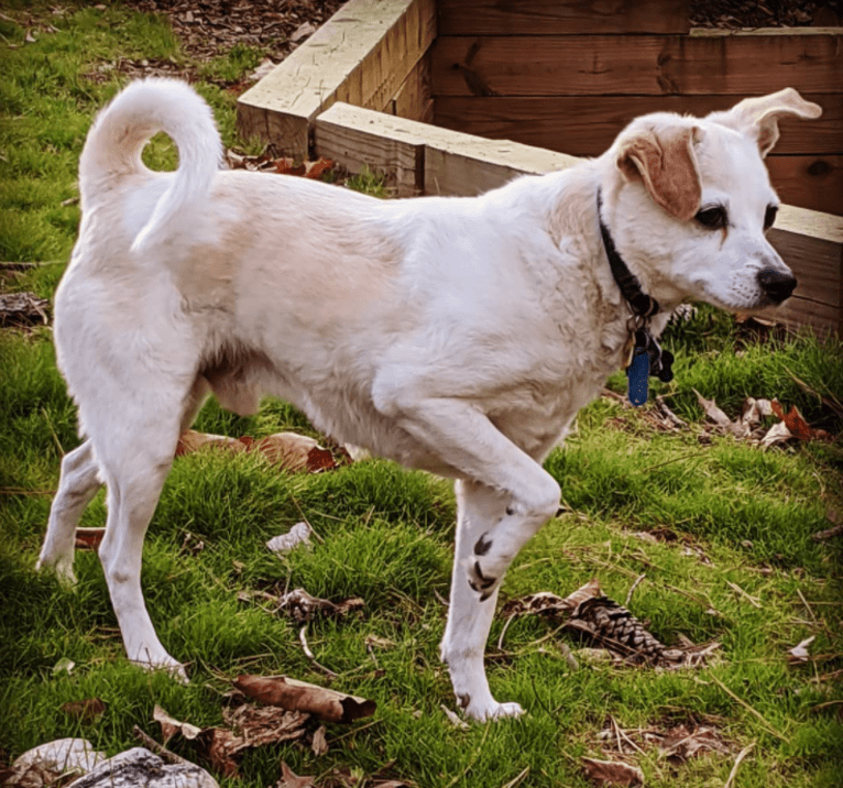 Nicco, a Russell-type Terrier and Bichon Frise mix tested with EmbarkVet.com