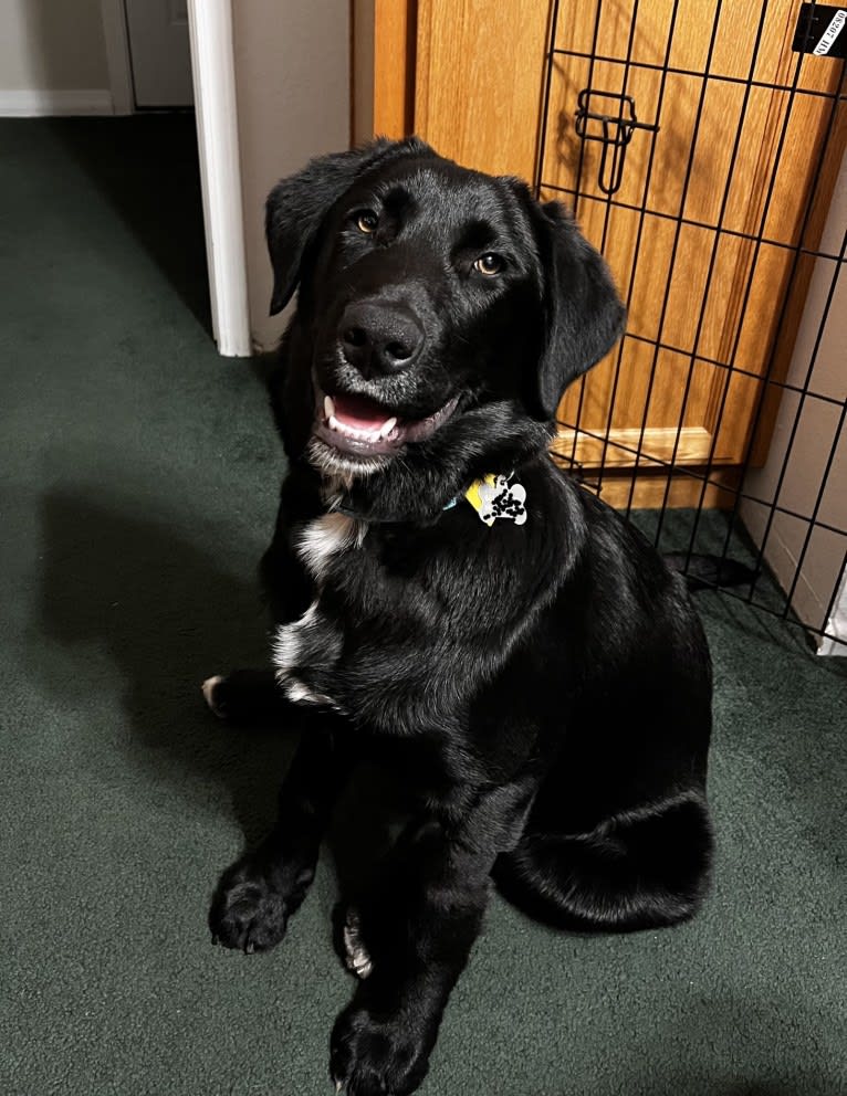 Luc, a Labrador Retriever and Australian Shepherd mix tested with EmbarkVet.com