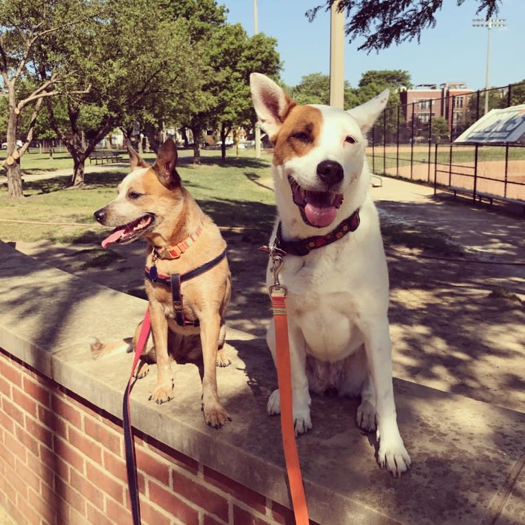 Kitsune, an American Pit Bull Terrier and German Shepherd Dog mix tested with EmbarkVet.com