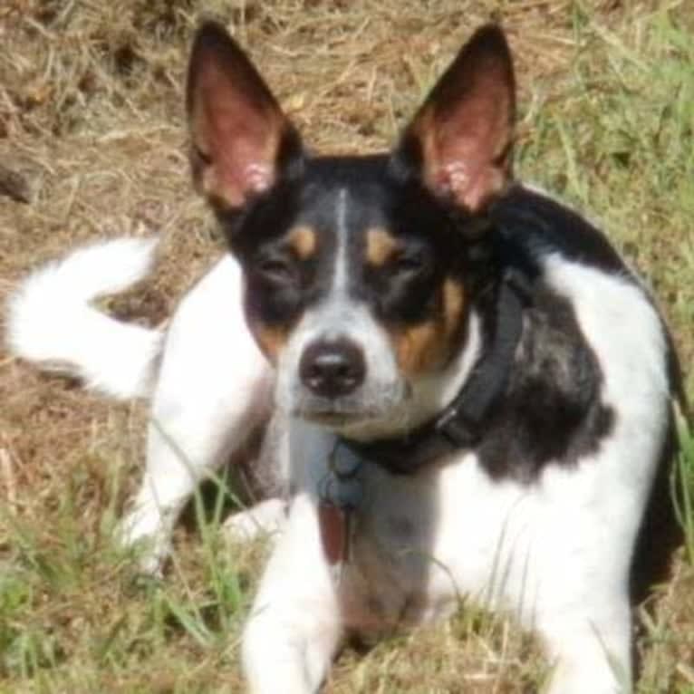 Manny, a Chihuahua and Russell-type Terrier mix tested with EmbarkVet.com