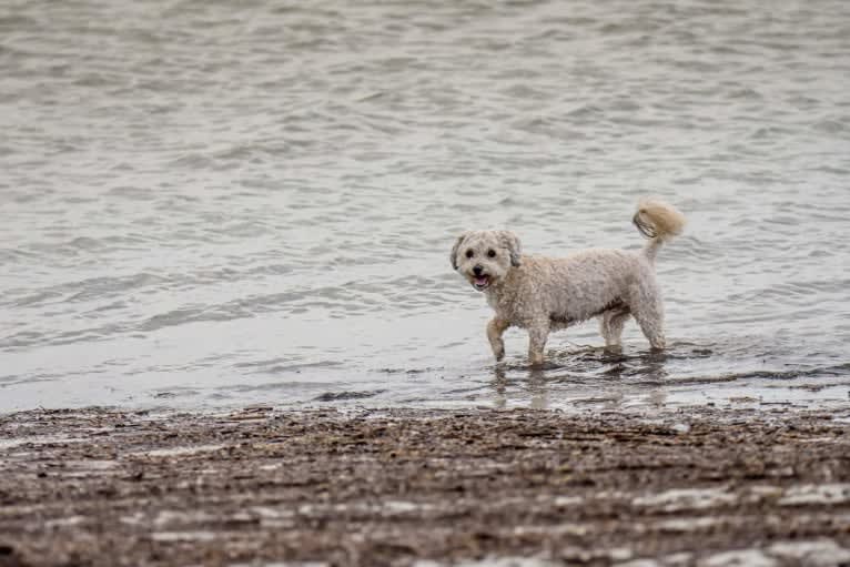 Opee, a Poodle (Small) and Chihuahua mix tested with EmbarkVet.com