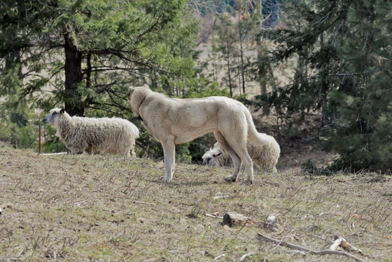Honor, an Anatolian Shepherd Dog tested with EmbarkVet.com
