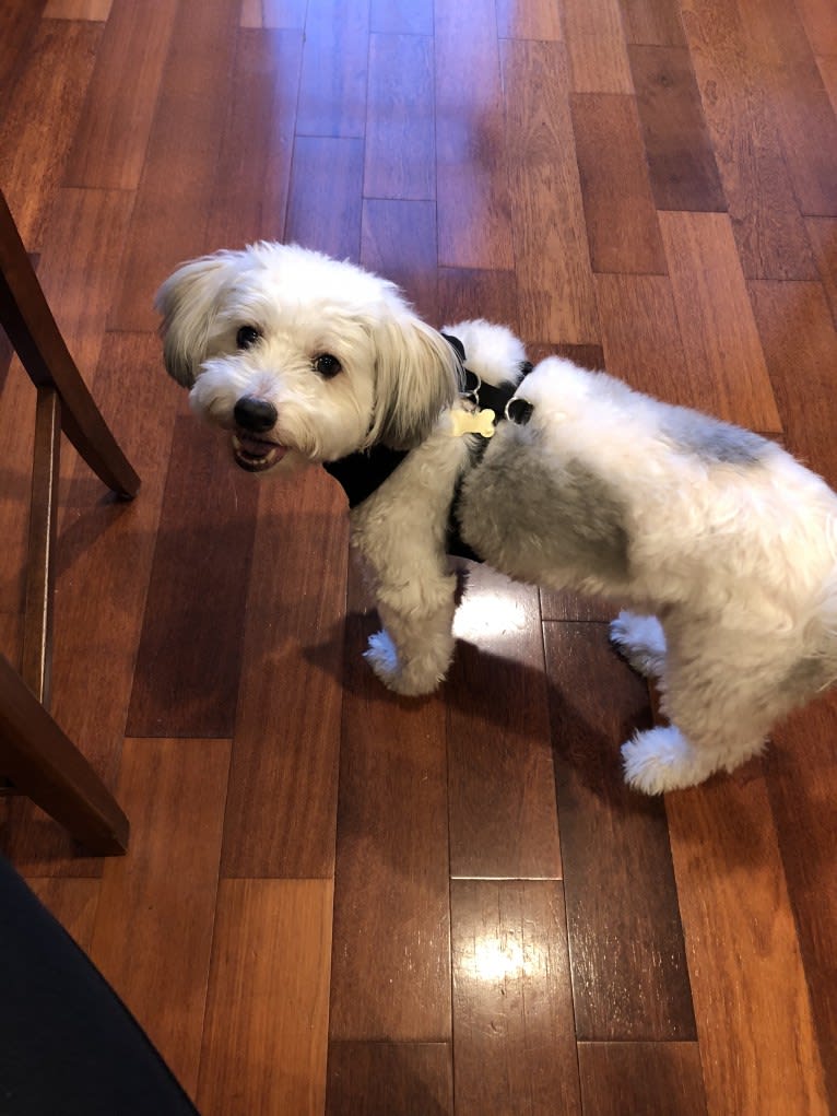 Jack, a Chinese Crested tested with EmbarkVet.com