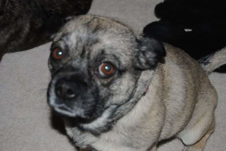 Snort, a Pug and Australian Cattle Dog mix tested with EmbarkVet.com