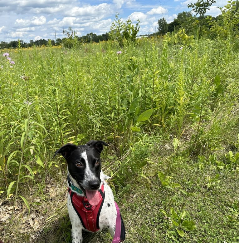 Riley, an Australian Cattle Dog and American Pit Bull Terrier mix tested with EmbarkVet.com