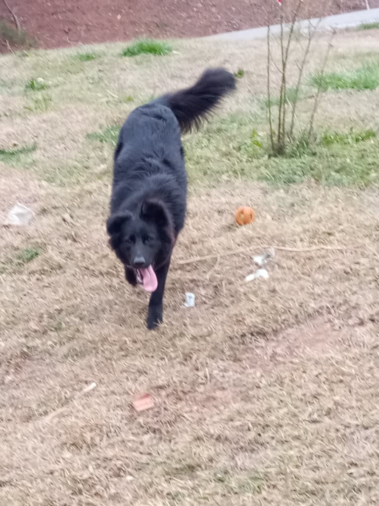 Dixie, a German Shepherd Dog and Australian Shepherd mix tested with EmbarkVet.com