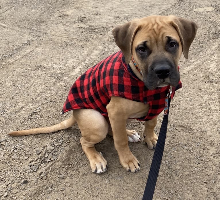 Leo, a Mastiff and Perro de Presa Canario mix tested with EmbarkVet.com