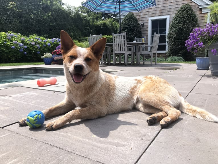 Winnie, an Australian Cattle Dog tested with EmbarkVet.com