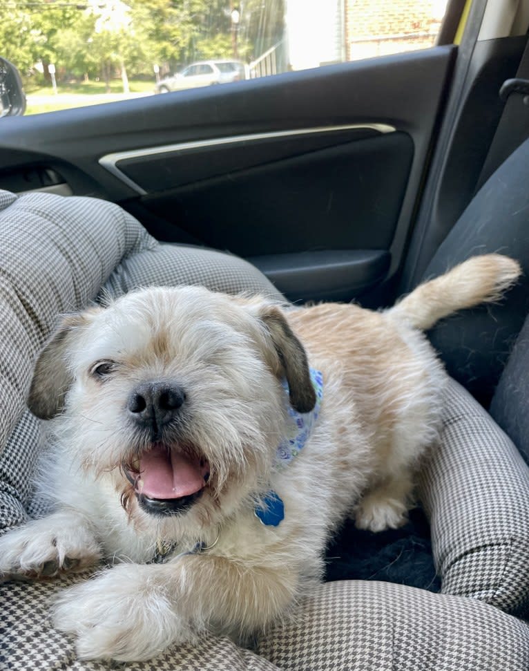 Winston, a Pugapoo tested with EmbarkVet.com