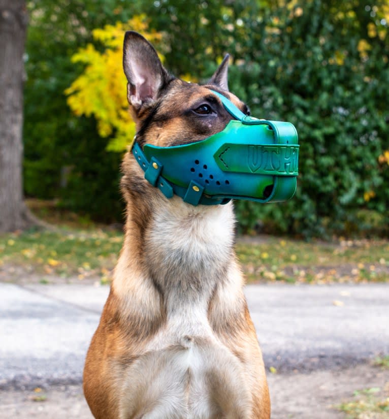 Uther, a Belgian Shepherd tested with EmbarkVet.com