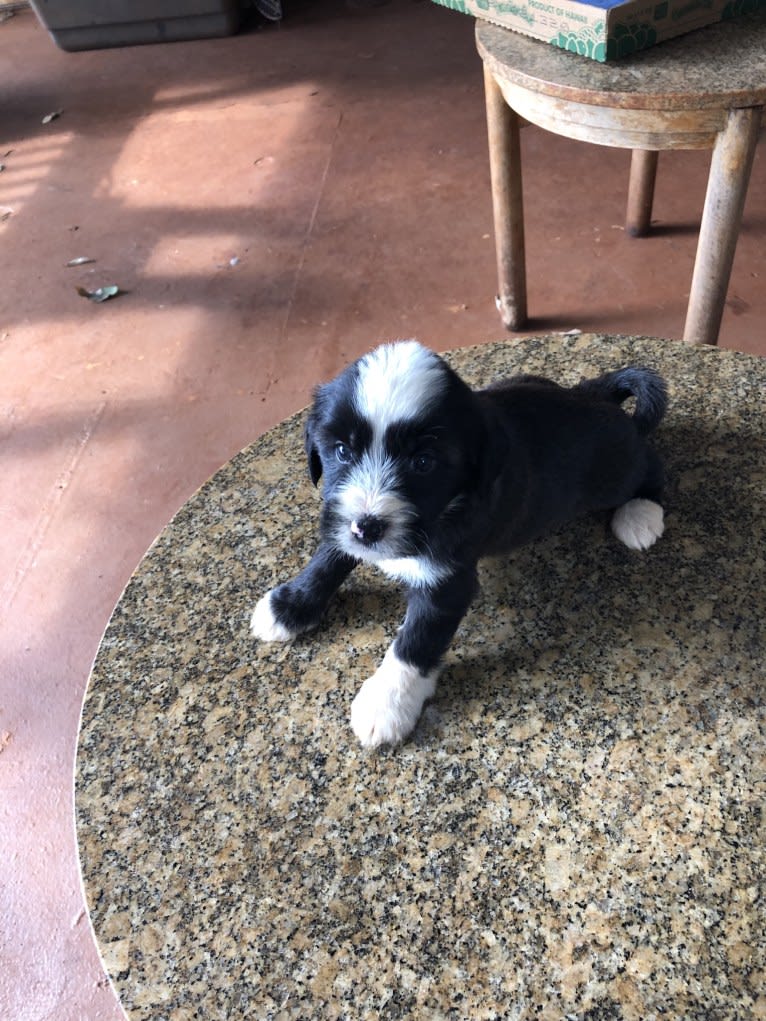 Tashi, a Tibetan Terrier tested with EmbarkVet.com