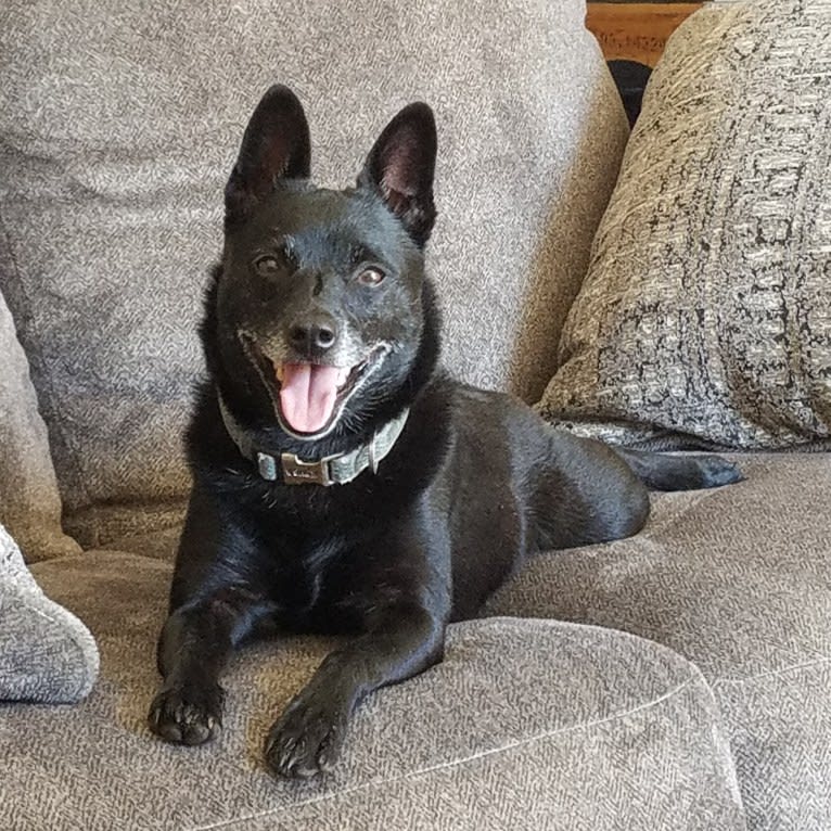 Tux, a Schipperke and Boston Terrier mix tested with EmbarkVet.com