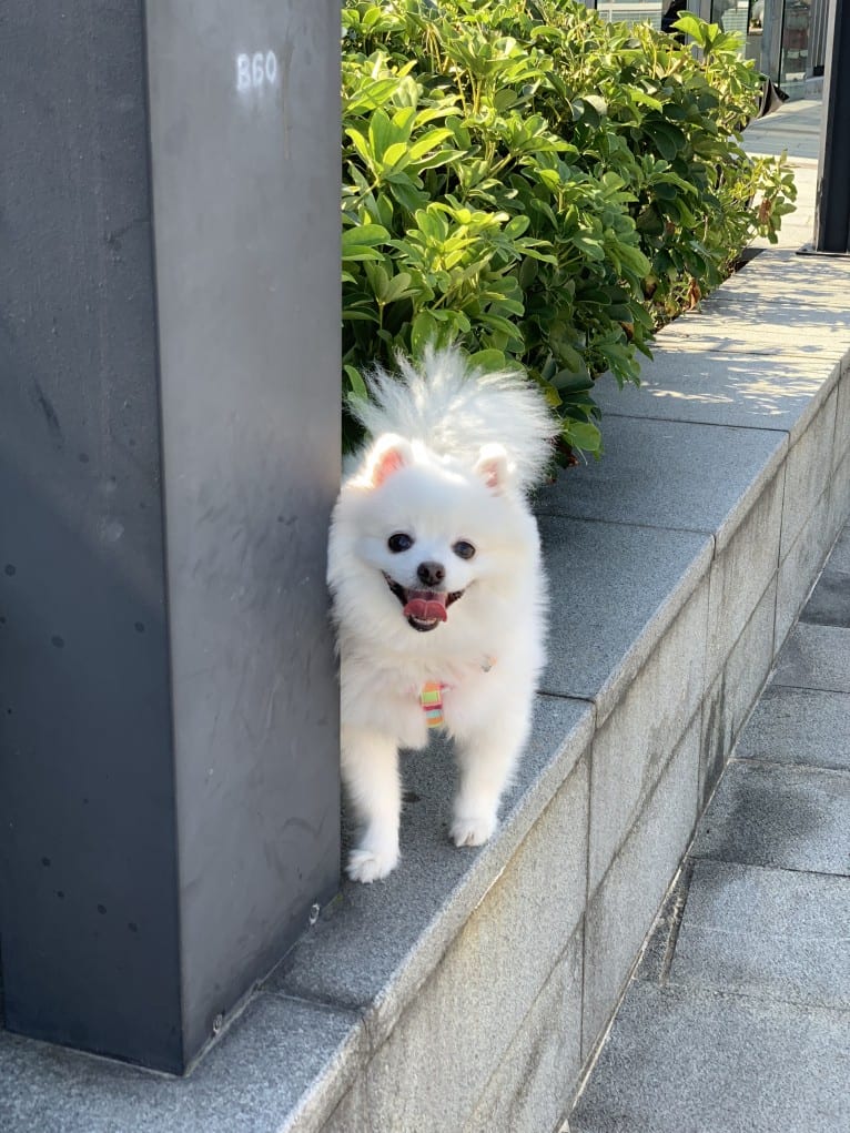 Maru, a Pomeranian and Pekingese mix tested with EmbarkVet.com